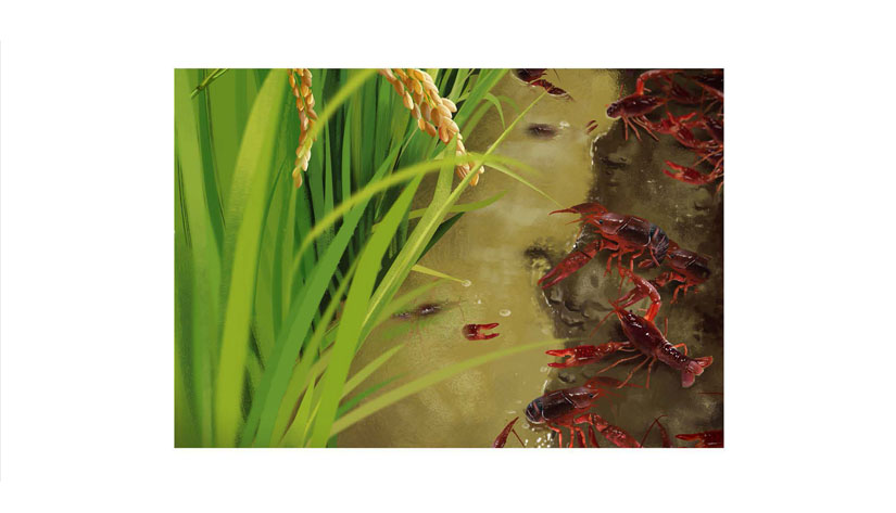 哈尔滨大米包装设计